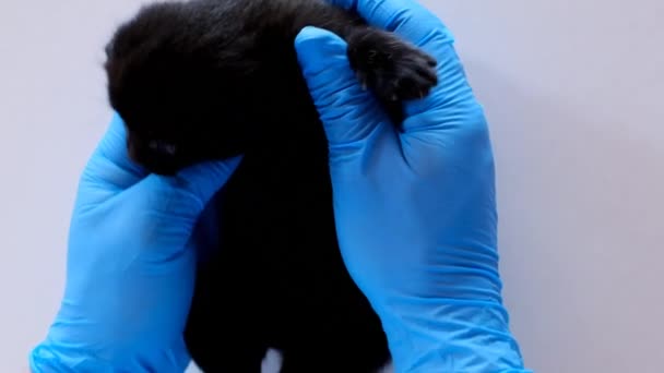 Γατάκι και κτηνίατρο.Ιατρική για τα ζώα. Υγεία των γατών. — Αρχείο Βίντεο