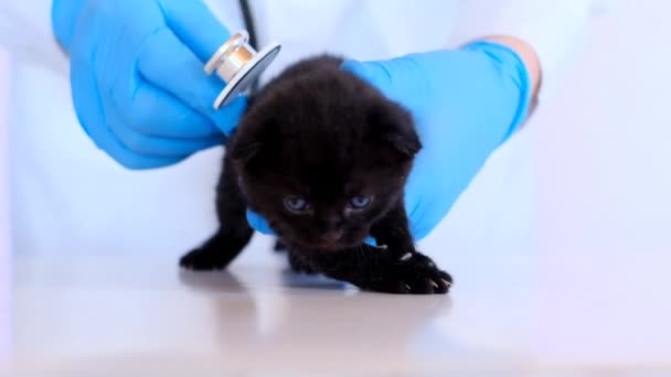 Doktorun elinde mavi gözlü kedi yavrusu. Hayvanlar için ilaç. Kedi sağlığı. Bir veterinerle kedi yavrusunu inceliyorum. İngiliz kısa mesafe siyah kedi yavrusu. Yavru kedi.. — Stok video