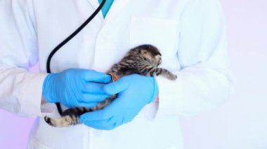 Veteriner kliniğinde kedi yavrusu. Kedi yavrusu ve veteriner. İskoç tekir kedisi mavi eldivenli bir veterinerin elinde beyaz bir masada. Veterinerle kedi yavrusunu muayene ediyorum.