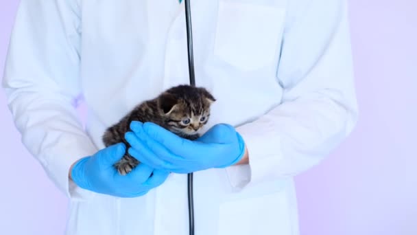Kätzchen mit blauen Augen in den Händen eines Arztes mit Stethoskop. Kätzchen und Tierarzt. Medizin für Tiere. Katzengesundheit: Untersuchung eines Kätzchens beim Tierarzt. — Stockvideo