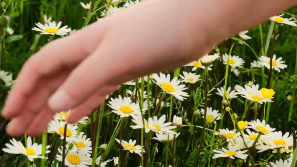 Kamillavirág. Gyermeki kéz megérinti a vadvirágokat. — Stock videók