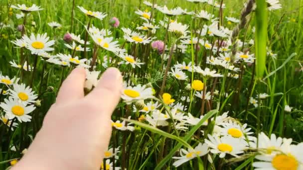 Summer flowers.hand dotyka różowej koniczyny i białych stokrotek w promieniach słońca. Sezon letni.Summer mood.slow motion — Wideo stockowe