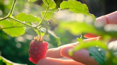 Ahududu. Bir el, yaz bahçesinde güneş ışınları altında bir çalılıktan olgun bir ahududu topluyor. Ahududu hasadı. yaz meyveleri