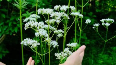 Valerian görevlisi.Kadınların elleri çiçek açan kedileri toplar. Yeşil arka plandaki çiçeklere dokunur. Valerian bitkisi. Çiçekli Valeriano. Valeriano. Şifalı çiçekler ve bitkiler