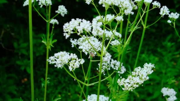 Blommande valerian och en bee.Valerian officinalis närbild. Helande blommor och örter.Vita blommor av valerianska officinalis — Stockvideo