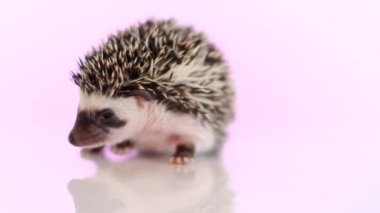 Yansımalı pembe arka planda kirpi. Afrika cüce kirpisi. Dikenli evcil hayvan. Beyaz lekeli gri kirpi. Bebek kirpi..