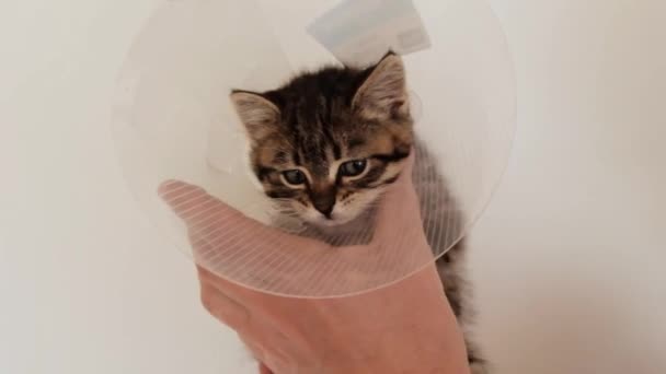 Gato em um colar de pescoço de segurança anti-mordida no fundo branco.Gatinho de tabby de dobra escocesa em uma clínica veterinária.Cone protetor de cura para animais de estimação — Vídeo de Stock