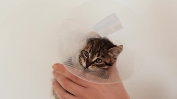 Gato en un collar de cuello de seguridad antimordedura. Cono protector de curación para mascotas. Scottish pliegue tabby gatito en un veterinario clínica. — Vídeo de stock