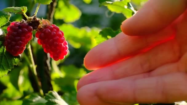 Урожай малини. рука вибирає малину з куща в променях сонця в літньому саду. літні ягоди — стокове відео