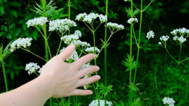 Βαλεριάνα officinalis.Hand αγγίζει βαλεριάνα λουλούδια — Αρχείο Βίντεο