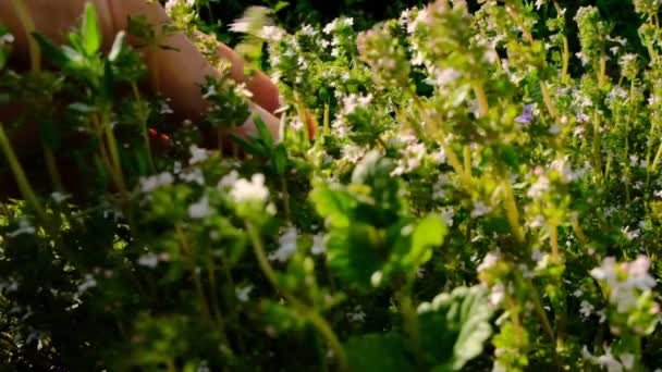 Le thym fleurit. Mains coupant le thym avec des ciseaux de jardin.Herbes parfumées de jardin frais. Condiments et épices. — Video