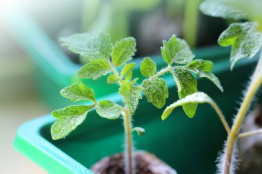 Domates tohumu. Domates tohumu. Su damlacıklarındaki domates.