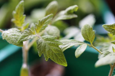 Domates tohumu. Domates tohumu. Su damlacıklarında domates.