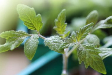 Domates tohumu. Domates tohumu sulama. Yetiştirme ve sebze tohumu sulama.