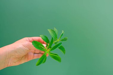 Stevia rebaudiana. Stevia 'nın yeşil dalı yeşil arka planda. Stevioside Sweetener. Organik düşük kalorili tatlandırıcı