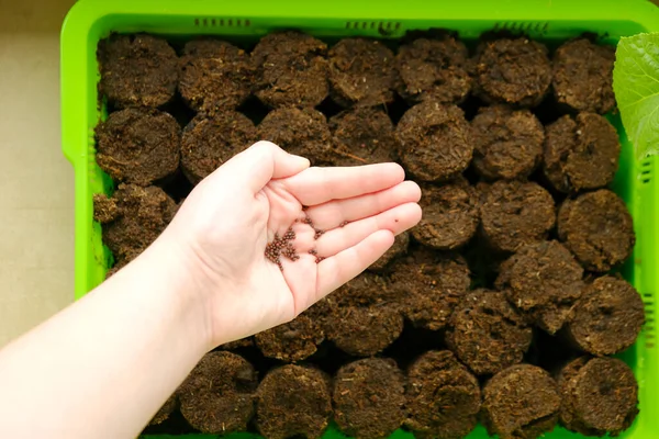 Semeando sementes.Mão das crianças com sementes em comprimidos de turfa e mudas fundo. sementes de plantas infantis em comprimidos de turfa. Home garden.View de cima. — Fotografia de Stock