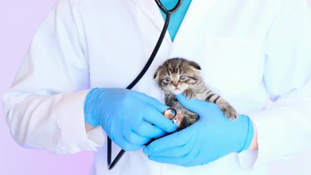 Kotě a veterinář.Kotě s modrýma očima v rukou lékaře — Stock video
