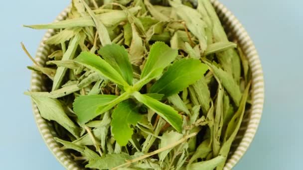 Stevia Dal 'ı mavi arka planda yuvarlak bir fincana koy. Stevia Rebaudiana. Organik doğal tatlandırıcı Stevia taze yeşil dal ve kurumuş stevia yaprakları., — Stok video