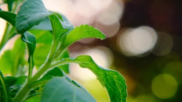 Plantas de stevia. Edulcorante orgánico natural.Stevia ramita verde fresca — Vídeo de stock
