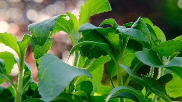 ぼやけた庭の背景にスティービア・レヴォディアナのクローズアップ。スティービア植物。有機自然甘味料.ステビア新鮮な緑の小枝 — ストック動画