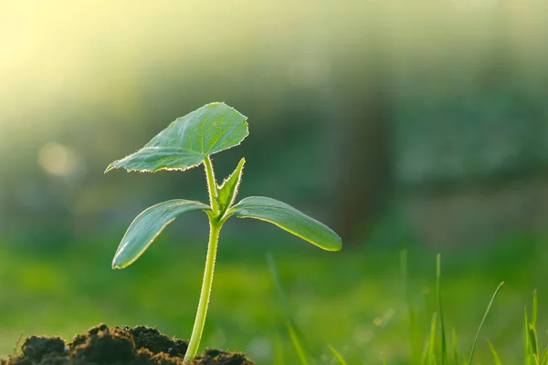 Groene zaailing in de grond. Groene spruit in de grond. Landbouw en landbouw. zaailingen. — Stockfoto