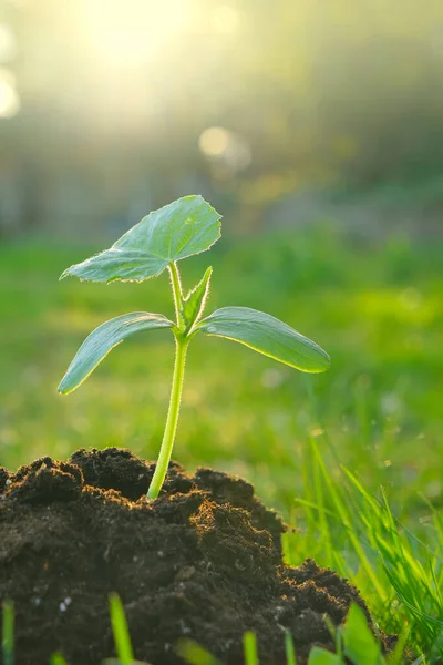 Groene zaailing in de grond. ontkiemen in de grond. Landbouw en landbouw. zaailingen teelt.Nieuw levensconcept. — Stockfoto