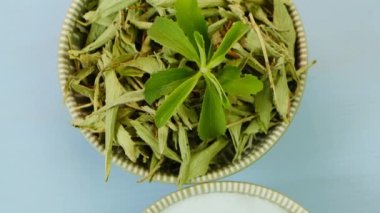 Stevia taze yeşil dal ve kurumuş stevia yaprakları. Mavi arka planda ince bir dal. Stevia rebaudiana. Organik doğal tatlandırıcı. Stevia bitkileri..