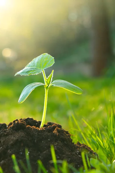 Zaailing in de grond. Groene spruit in de grond. Landbouw en landbouw. zaailingen teelt.Nieuw levensconcept. — Stockfoto