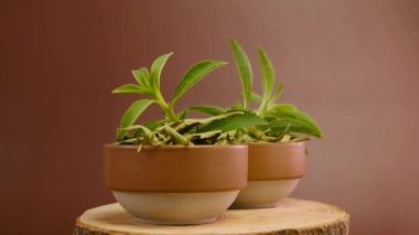 Stevia rebaudiana. Kahverengi bir fincanda kahverengi bir fincanda Stevia dalı kahverengi bir arka planda kesilmiş. Diyet doğal tatlandırıcı.