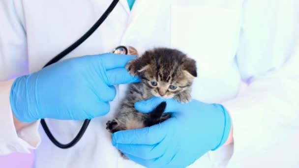 Kätzchen mit blauen Augen in den Händen eines Arztes mit Stethoskop. — Stockvideo