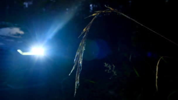男のシルエットが暗い森の中のヘッドライトの中を歩く。 — ストック動画