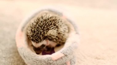 Afrika cüce kirpisi. Bebek kirpi bulanık bir arka plan. Huysuz evcil hayvan..