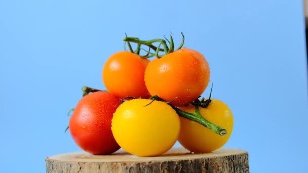 Tomaten op een houten zaag. Rotatie.Verse boerderijgroenten. Biologische bio tomaten in water druppels close-up op een blauwe achtergrond. Verse landbouwgroenten. — Stockvideo