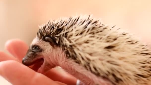 Dětský ježek žvýká prsty.ježek kouše. Malé ježek v ruce close-up na rozmazané světlo pozadí.pets.hedgehog.African pygmy — Stock video