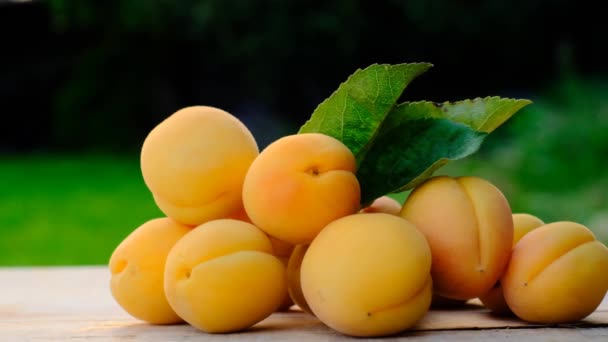 Συγκομιδή βερίκοκων... καλοκαιρινά φρούτα. Ώριμα βερίκοκα με πράσινα φύλλα σε ξύλινο τραπέζι σε καλοκαιρινό κήπο — Αρχείο Βίντεο