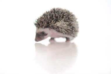  Yansımalı beyaz arka planda kirpi. Bebek kirpi. Afrika pigme kirpisi.. 