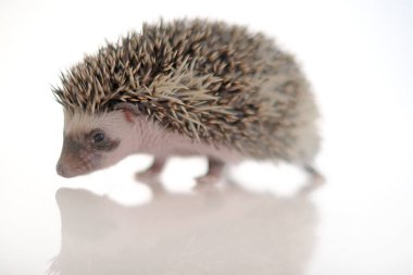  Yansımalı beyaz arka planda kirpi. Bebek kirpi. Afrika pigme kirpi. Beyaz benekli gri kirpi. 