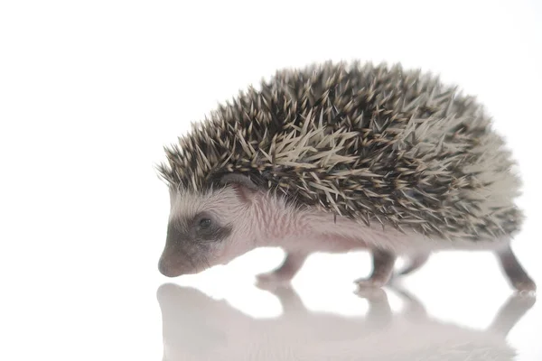 Hedgehog on a white background with reflection.African pygmy hedgehog.prickly pet. Gray hedgehog with white spots. — Stock Photo, Image