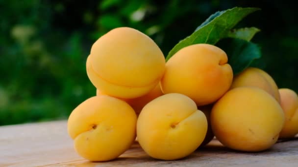 Récolte d'abricots.Abricots mûrs aux feuilles vertes sur une table en bois dans un jardin d'été — Video