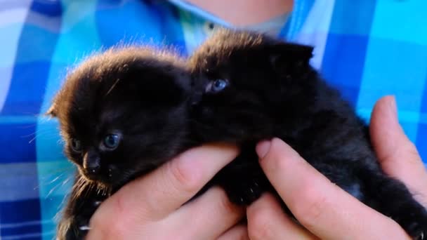 Britské krátkosrsté černé kotě s modrýma očima v rukou muže v kostkované modré košili v letní zelené zahradě. Koťátko. — Stock video