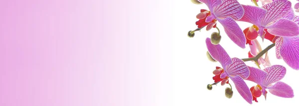 Banner da flor da orquídea.Orquídea rosa isolada no fundo branco — Fotografia de Stock