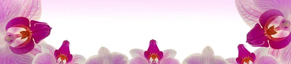 Orchidee Roze bloem.Phalaenopsis pulcherrima.Orchidee bloem banner.Roze orchidee geïsoleerd op witte achtergrond met roze verloop. bloemige achtergrond. — Stockfoto