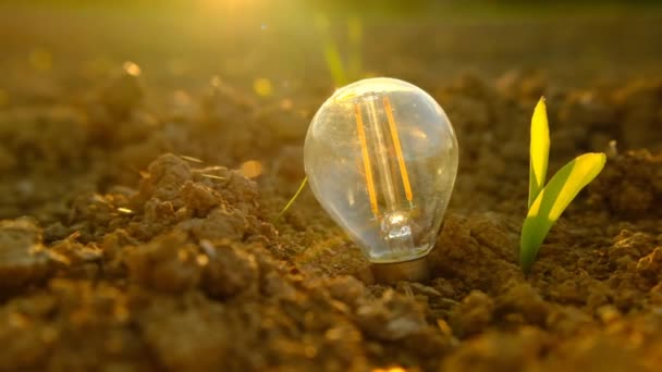 Green energy .Alternative energy sources.Light bulb and green sprouts in the ground in sunlight. — Stock Video