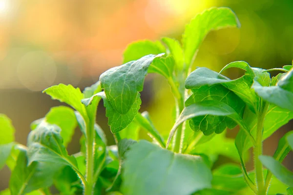 Stevia rebaudiana.Stevioside Sweeth. Стевия зеленая на размытом зеленом фоне сада. натуральные сладкие растения Стевии. — стоковое фото