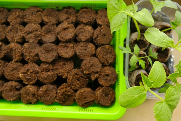 Mudas Pepinos Vasos Turfa Mudas Verdes Tray View Germinação Verde — Fotografia de Stock