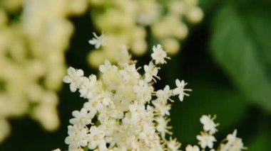 Mürver çiçekleri. Beyaz çiçek açan Sambucus çalılığı. Şifalı bitkiler ve bitkiler. Yeşil eczane ve homeopati. 4k görüntü