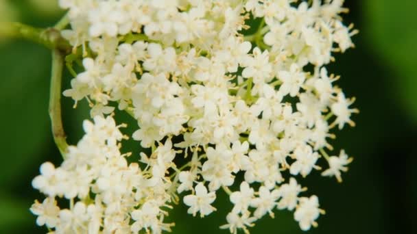 Bezinky Bílé Bezinky Květiny Zblízka Kvetoucí Sambucus Bush Léčivé Rostlinné — Stock video