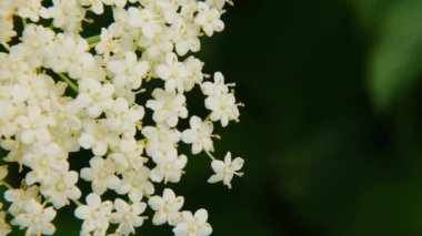 Sambucus çalısı. Mürver çiçekleri. Şifalı bitkiler ve bitkiler. Yeşil eczane ve homeopati. Çiçek açan mürver..