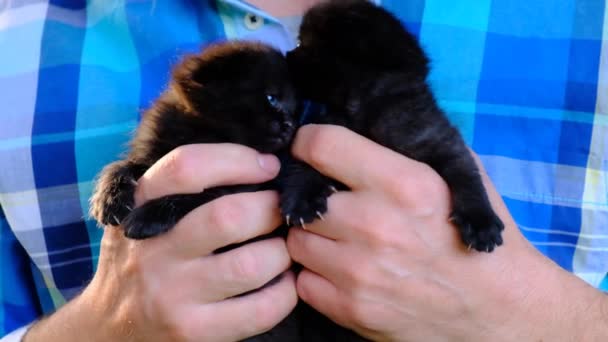 Черные котята с голубыми глазами в руках в руках человека в голубой рубашке — стоковое видео