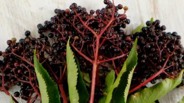 Sambucus meyveleri. Sefil ahşap arka planda Mürver çilekleri. Yaşlı böğürtlen dalları. Şifalı bitki. Yeşil eczane ve homeopati. Yaşlı böğürtlen hasadı. siyah mürver.